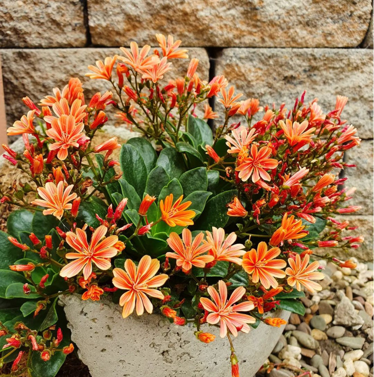 thick Lewisia bush with orange flowers in an outdoor planter