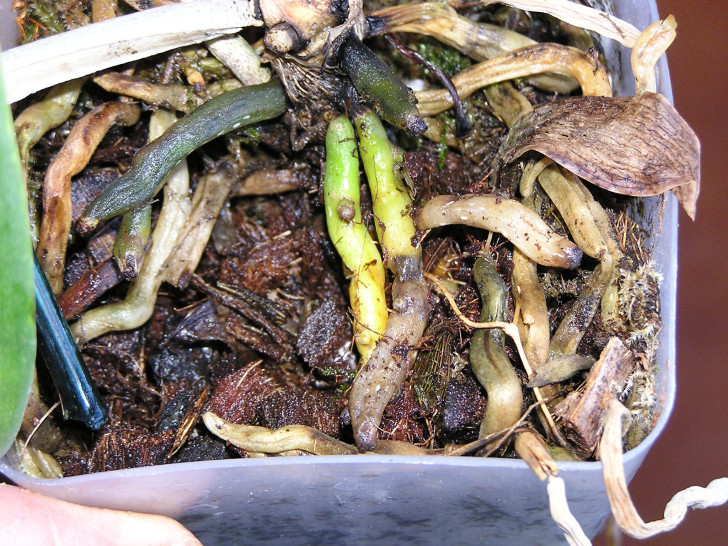 närbild av en orkidés ruttna rötter i en genomskinlig kruka