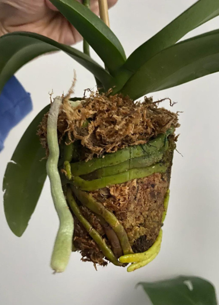 une orchidée que l'on a extraite du pot avec tout le terreau
