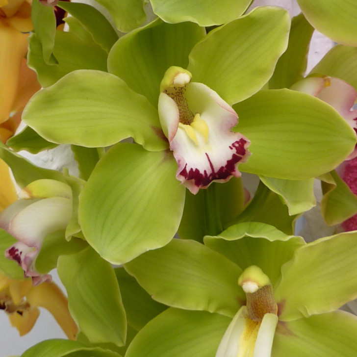 Des fleurs d'orchidée verte