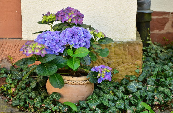 un hortensia en pot dans un jardin