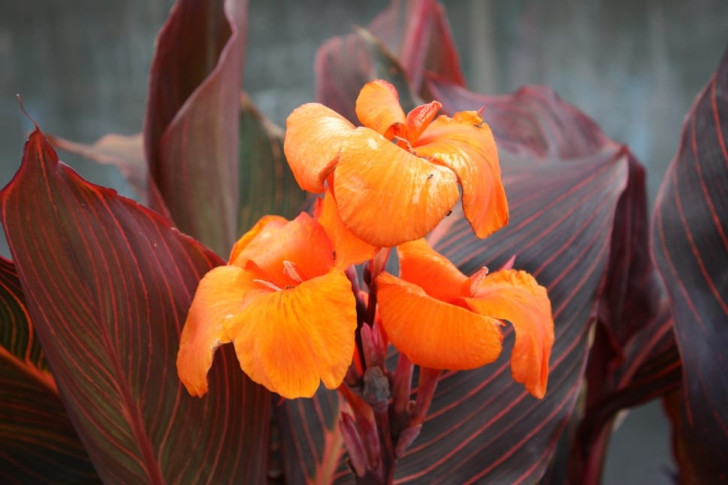 orange Canna indica-blomma mot en bakgrund av vinröda blad