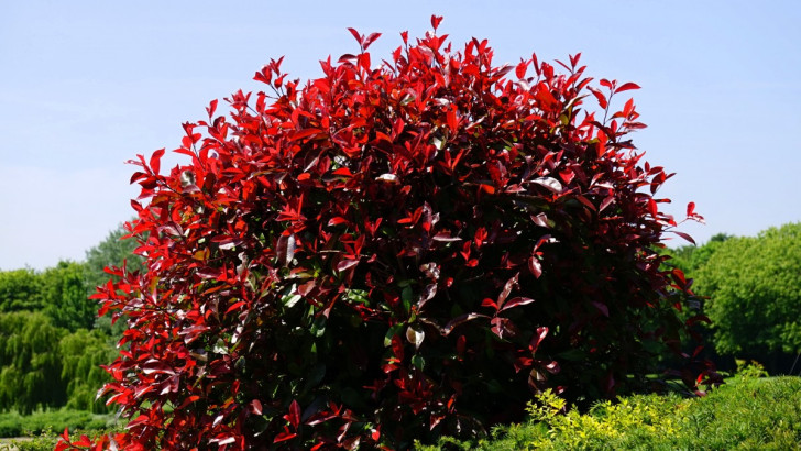 kroon van een glansmispel plant met rode bladeren