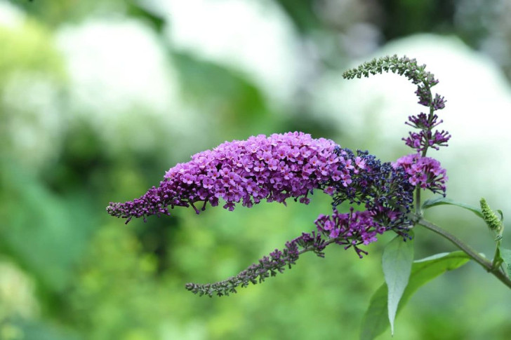 Purple buddleja flower