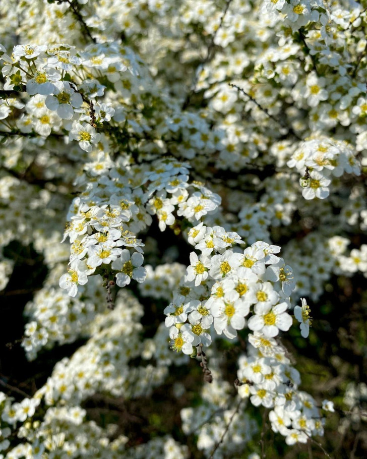 close-up of Spirea x Arguta flowers
