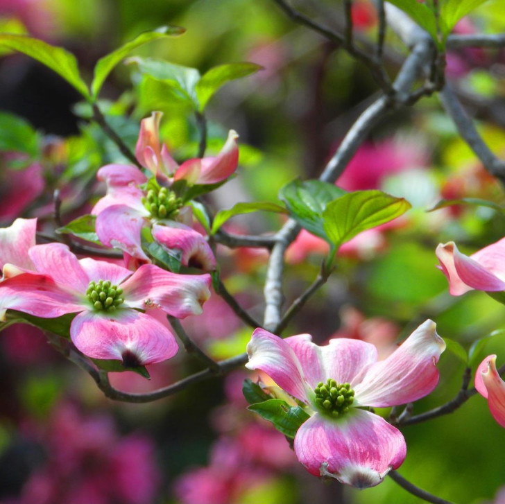 rosa Blüten von Cornus florida