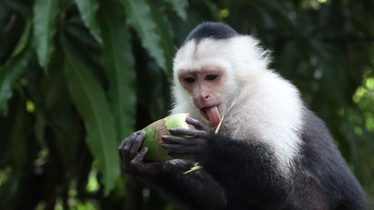 Una scimmia cappuccino dalla testa bianca che mangia una piccola noce di cocco nella foresta nelle montagne del centro di Panama