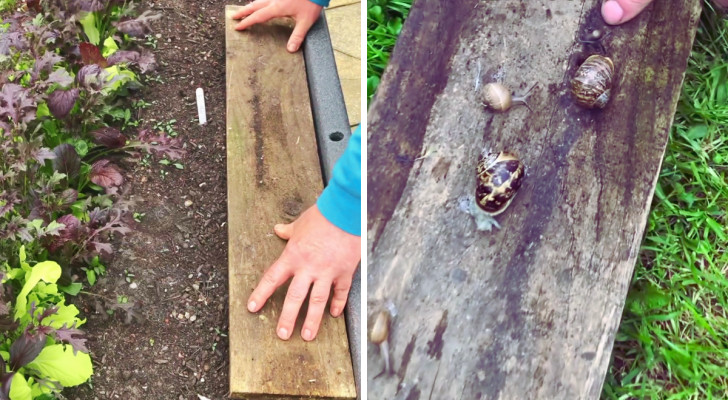 A wooden board laying on the ground and with snails clinging to the wet underside