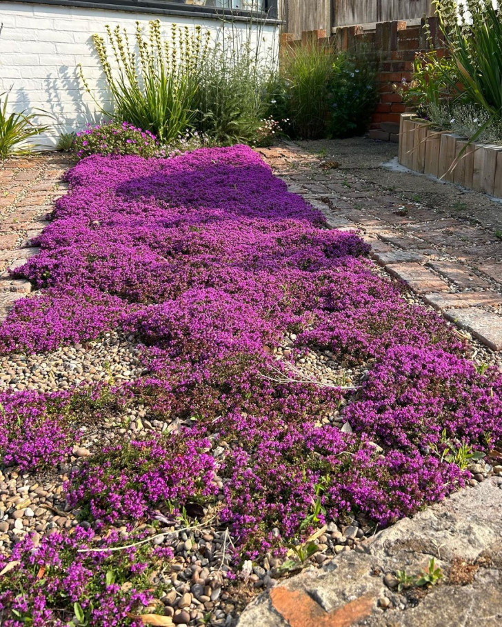 a gravel patch covered with wild thyme