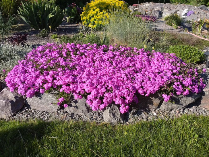 a flowerbed covered with stoloniferous phlox