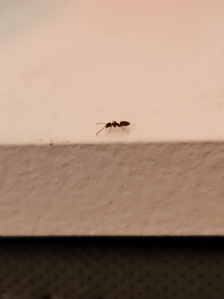 Una formica che corre sul davanzale di una finestra