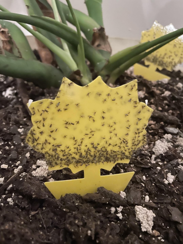 Una trappola adesiva piena di moscerini dei funghi in un vaso con una pianta