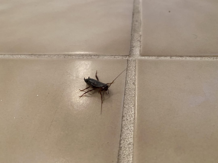 eine Kakerlake auf dem Boden