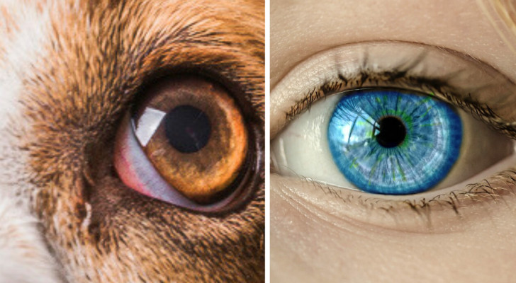 Een hondenoog met een nictiterend ooglid en een menselijk oog met slechts twee oogleden