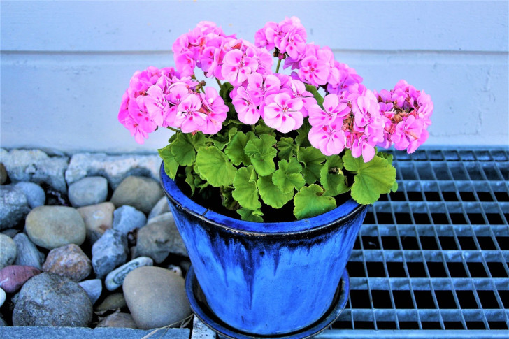 roze geranium in een blauwe pot