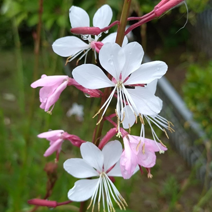 Nahaufnahme des weißen Blütenstandes von Gaura lindheimeri