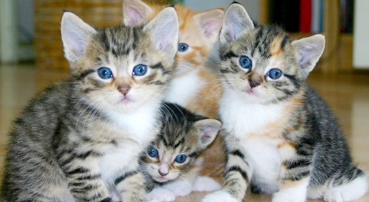 gatti cuccioli con occhi azzurri