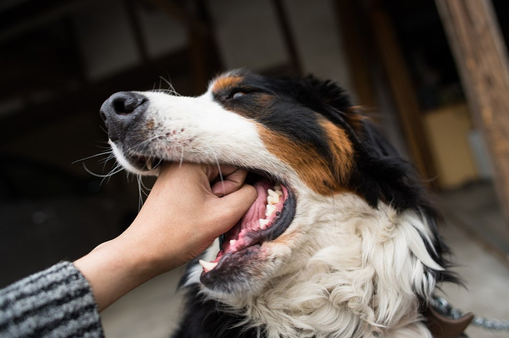 Proprietario confronta la sua mano con la bocca del suo cane