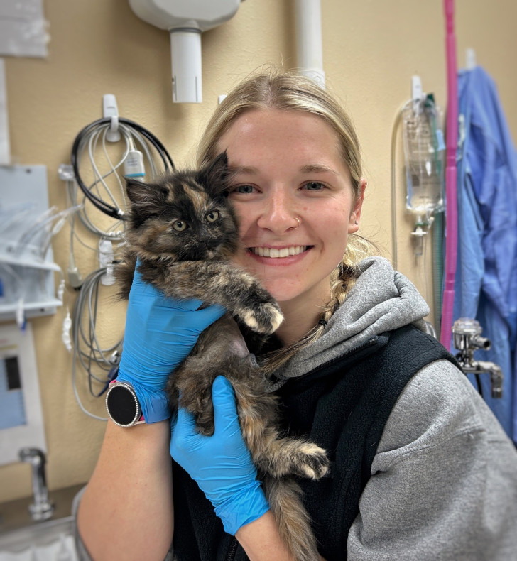 Il piccolo gatto tartarugato Cinder in braccio a una volontaria