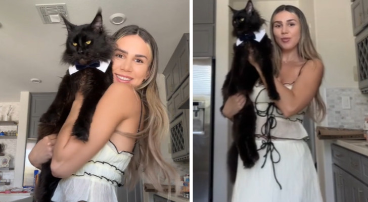 gatto main coon