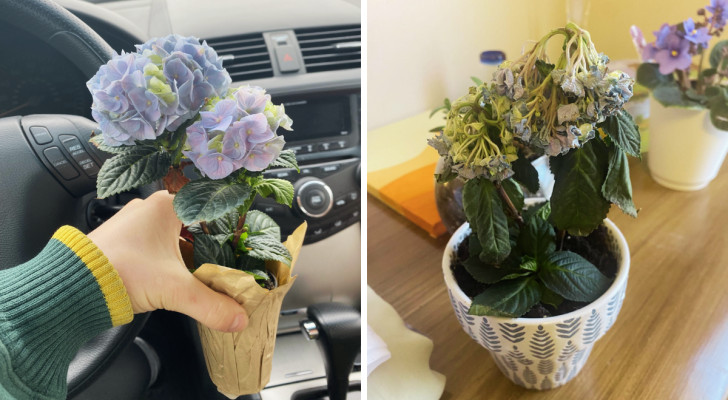 Le moment où une petite plante d'hortensia vient d'être achetée et montée dans la voiture et quelques heures plus tard quand elle se fane à la maison