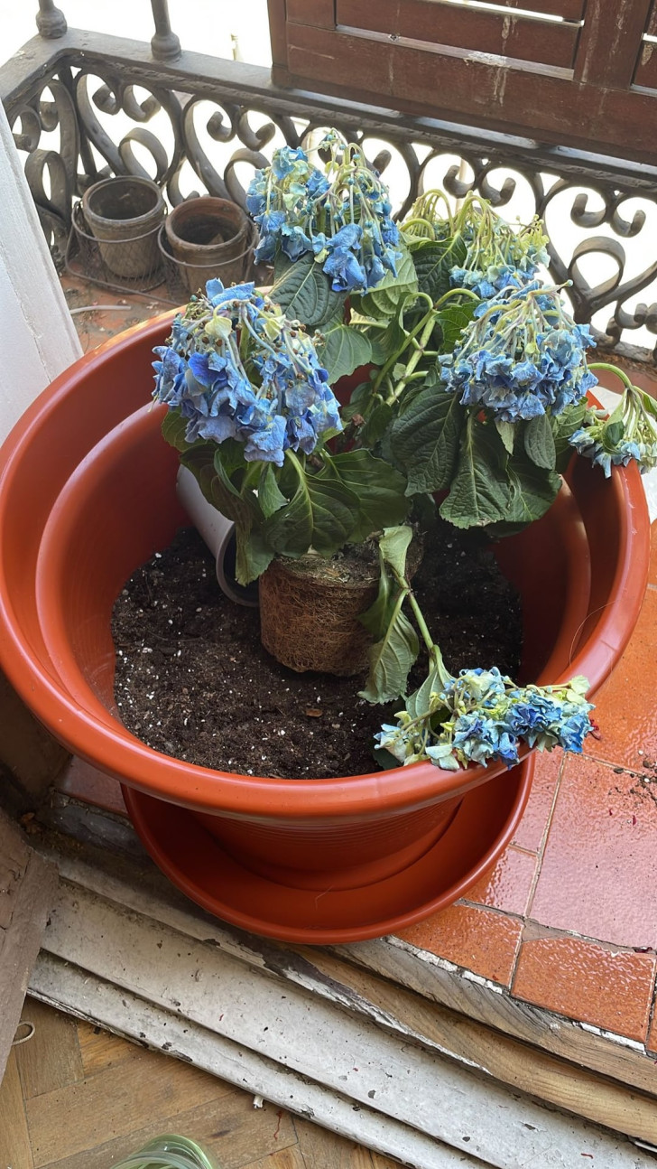 een kleine hortensiaplant die wordt overgeplant in een grotere pot
