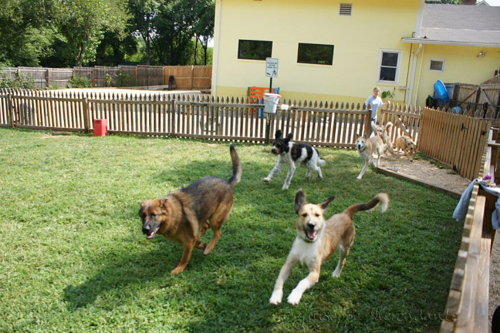 Cani che corrono nel cortile di un asilo nido che li ospita