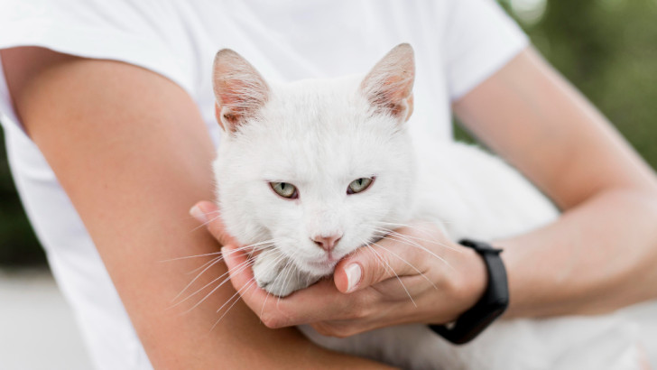 gatto bianco