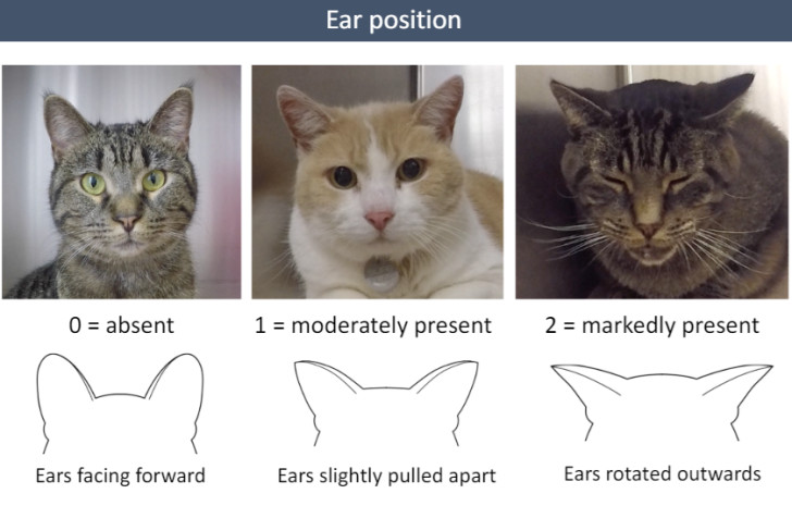 Scala della smorfia felina per capire il malessere dei gatti dalla posizione delle orecchie