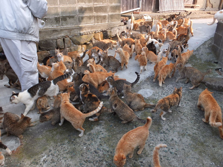 Gatti nell'isola di Aoshima