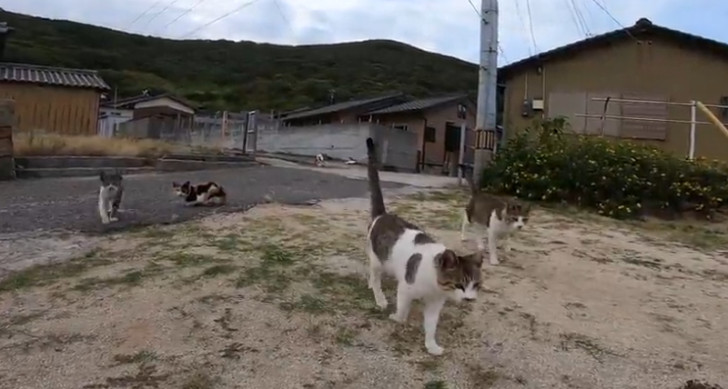 Gruppo di gatti randagi a Aoshima, Giappone