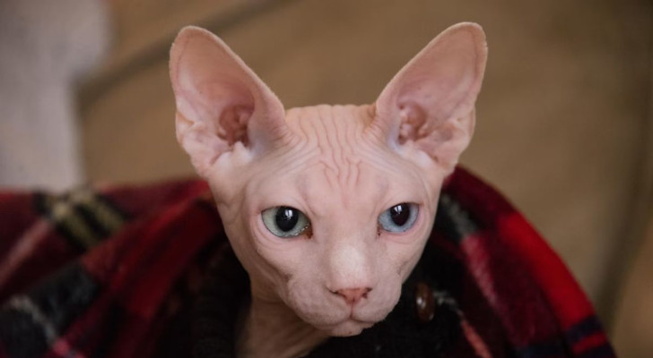 gatto Sphynx