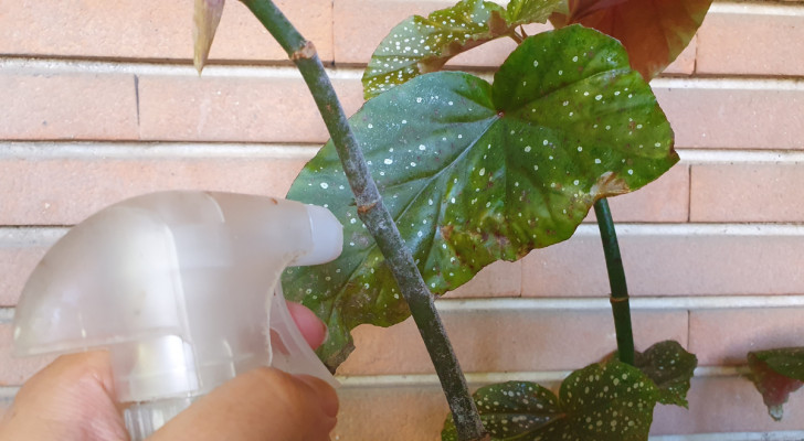 un flacone spray che spruzza prodotto sul gambo di una pianta colpita da malattia fungina