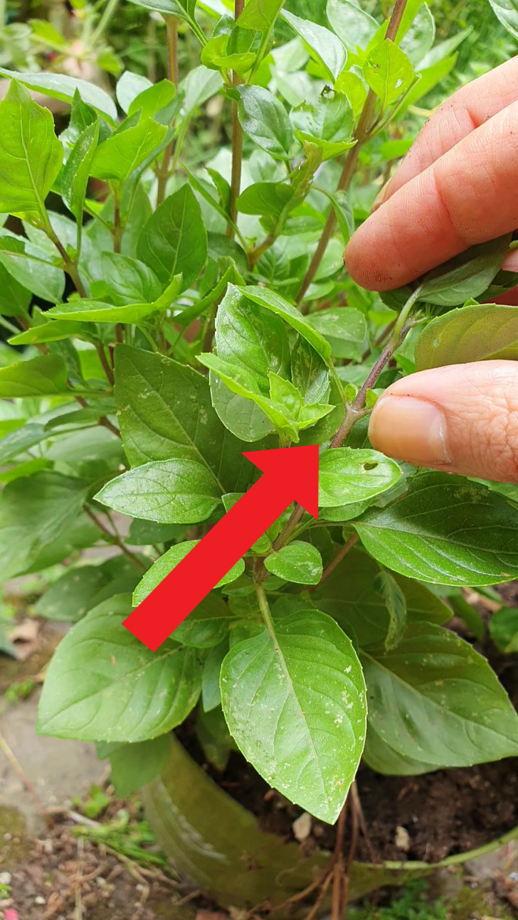 a gardener shows a node on the stem of a basil plant