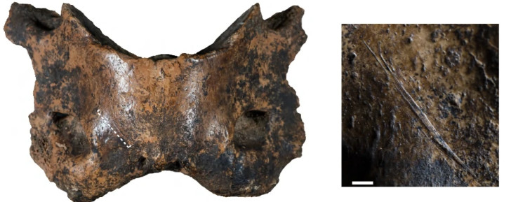 Fossiel van een gevlekte hyena gevonden in de karstgrot Baishiya in Tibet