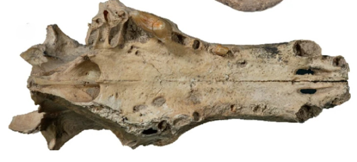 Fossiel van een Tibetaanse vos