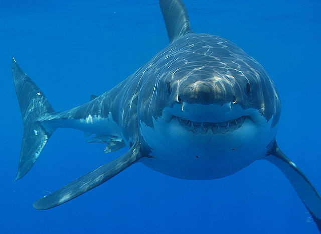 Grande squalo bianco Carcharodon carcharias al largo del Sudafrica