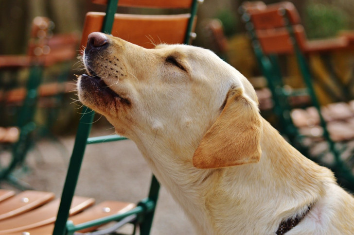 un cane nell'atto di ululare