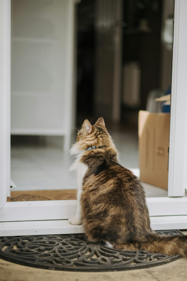 un gatto di spalle, seduto sulla soglia, che guarda in casa