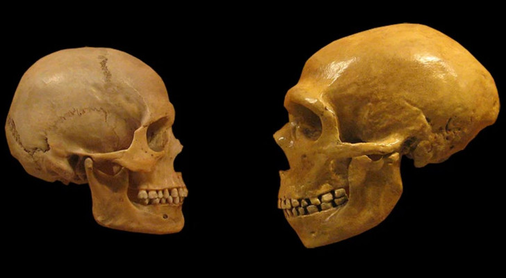 Vergelijking van de hersenomvang van Homo sapiens en Homo neanderthalensis aan de hand van de schedel