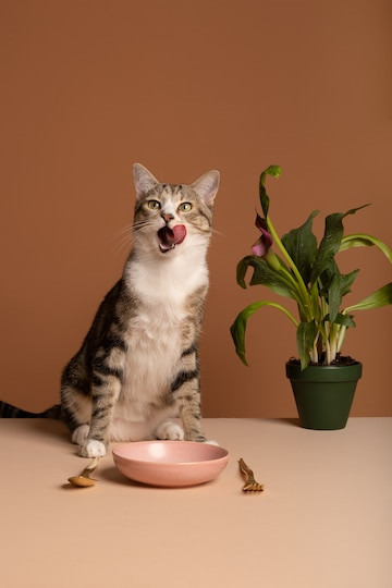 un gatto che si lecca i baffi di fronte a una ciotola