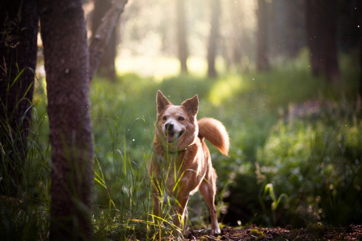 un cane felice in un bosco