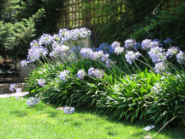 a row of Agapanthus praecox photographed at the University of California, Berkeley