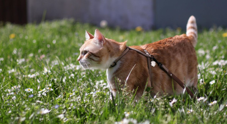 gatto a passeggio