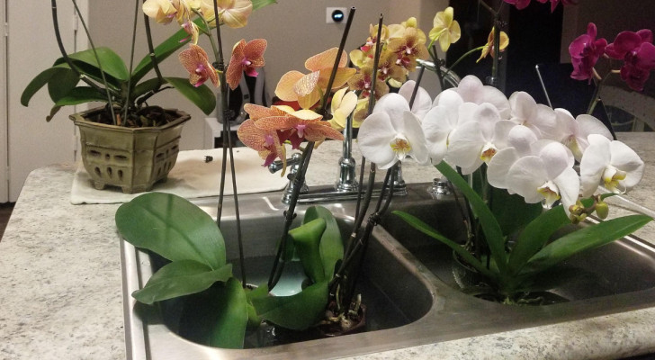 Watering orchids by immersion