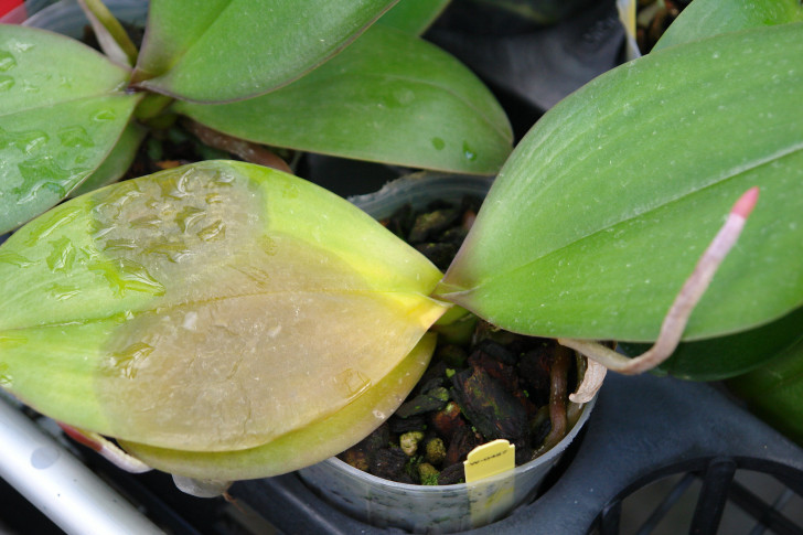 Orchideenblatt mit bakterieller Infektion
In der Zeit des vegetativen Wachstums und der Vorbereitung auf die Blüte können Orchideen von einer Düngung im Sommer profitieren, aber achten Sie darauf, die Nährstoffzufuhr nicht zu übertreiben: