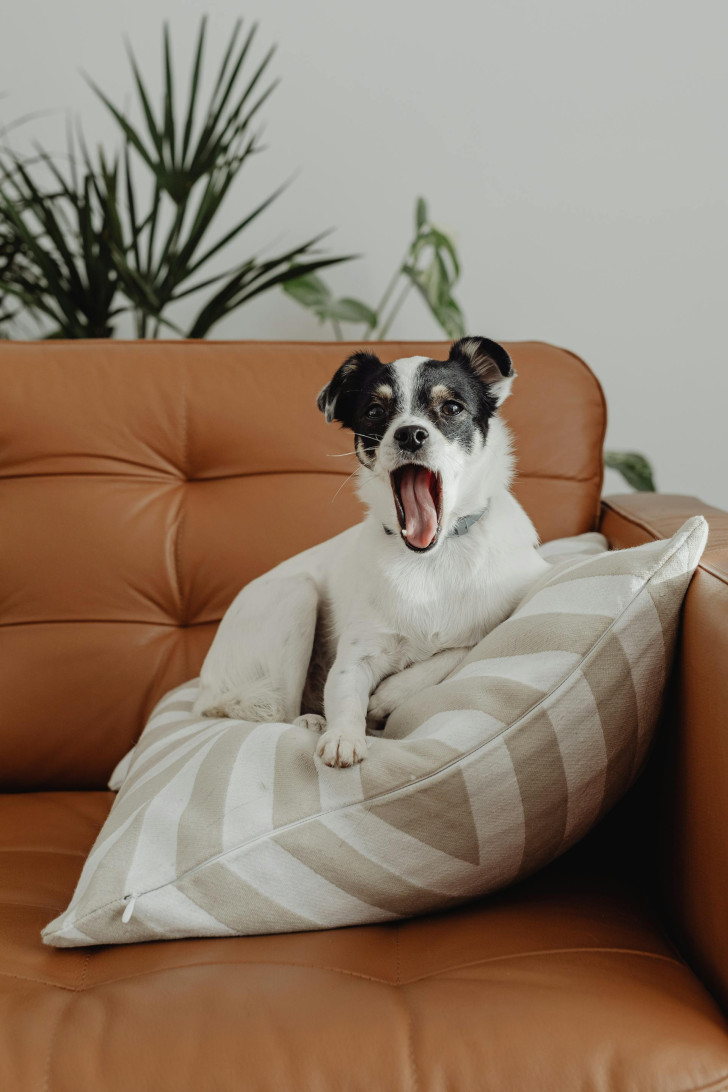 Un cane accomodato su un cuscino all'angolo di un divano, che sbadiglia