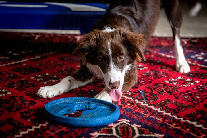 un cane pronto a giocare con un frisbee in casa