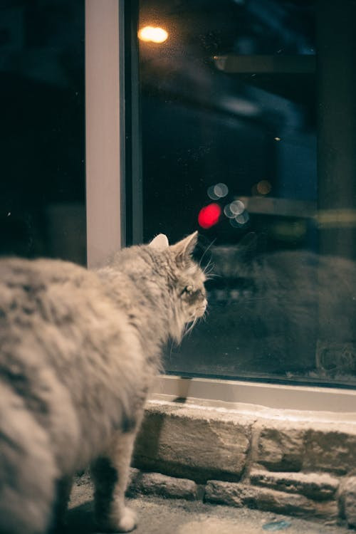 un gatto visto di spalle mentre osserva la notte attraverso il vetro di una finestra