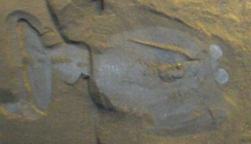 Foto van een Odaraia fossiel genomen in het Museum voor Natuurwetenschappen, Brussel
